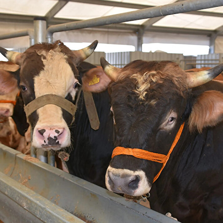 Büyük Baş 25.000 TL