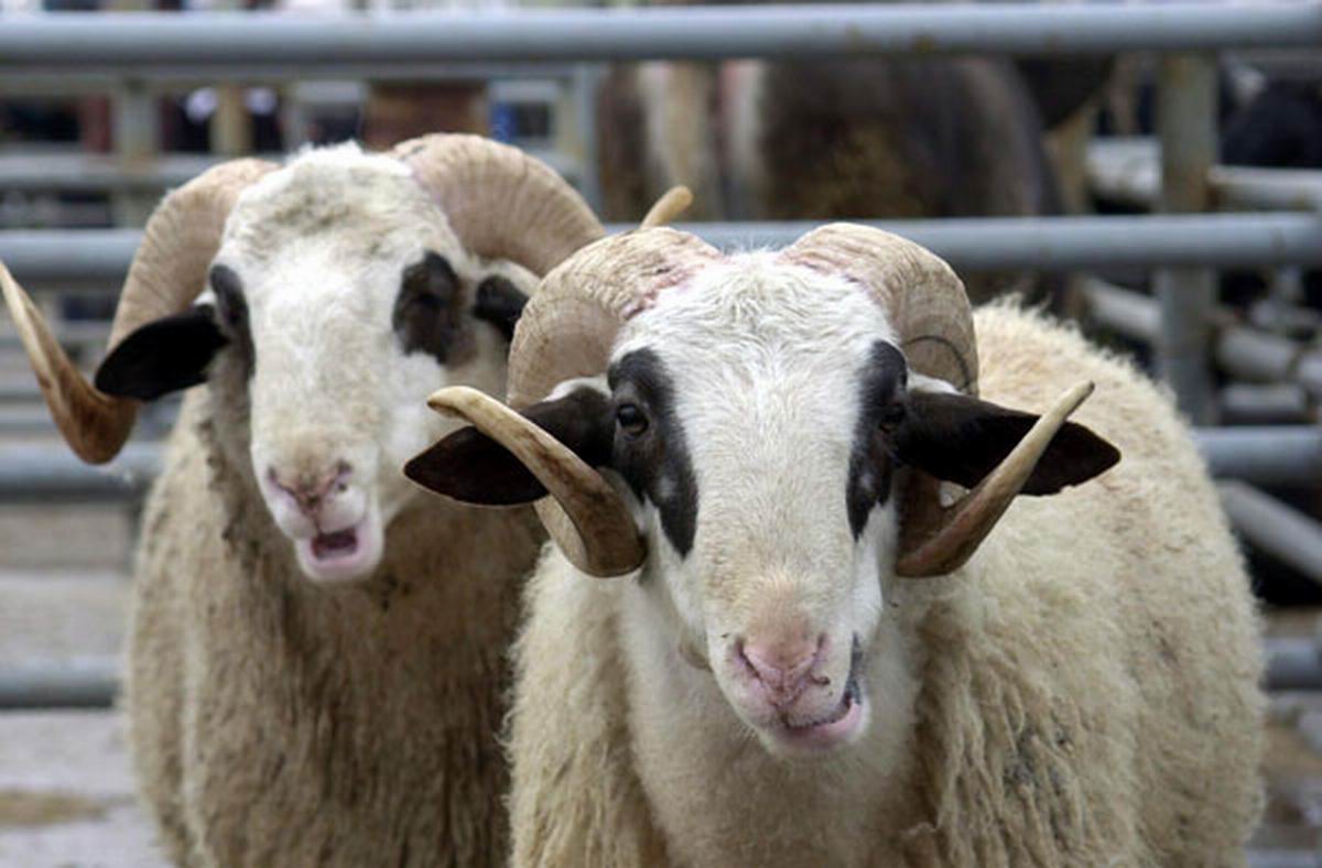 Küçükbaş Kurban Bağışı